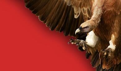 Image of a Griffon Vulture against red background
