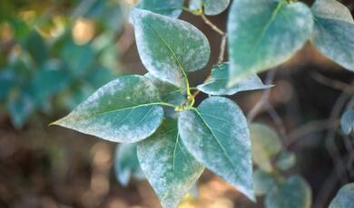 Mildew on leaves