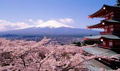 cherry blossom and japanese building with mt.fuji in background