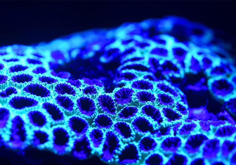 abstract, neon blue fungal like growth