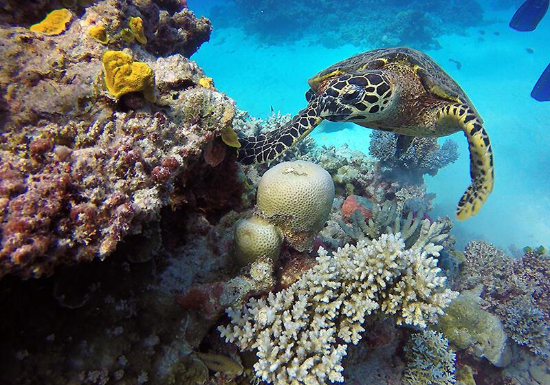 a turtle swimming next to some coral in the ocean
