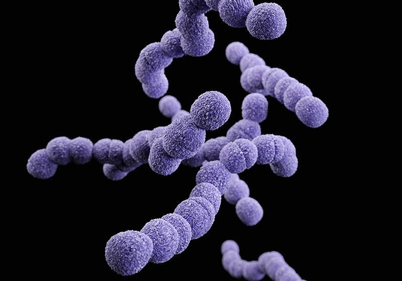 Streptococcus agalactiae