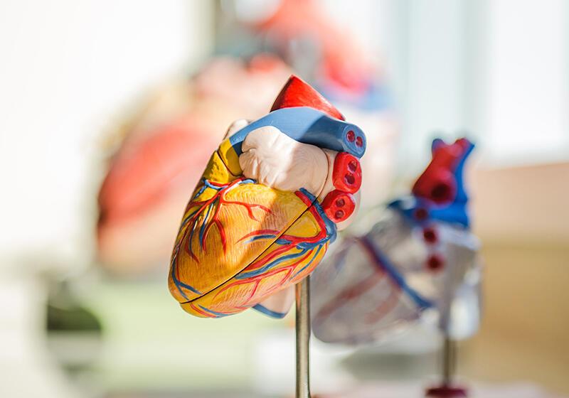 a model of a human heart