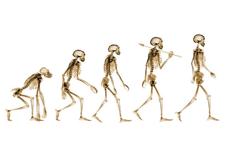 The evolution of man