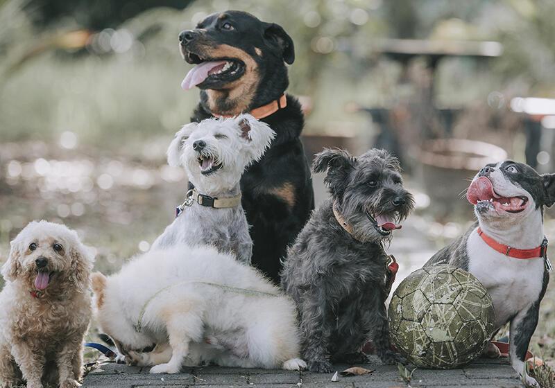 a photograph of different breeds of dog
