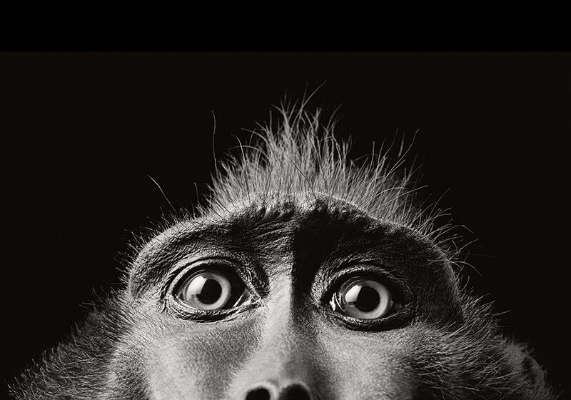 Monkey eyes by Tim Flach showing top of monkey's face at bottom of image