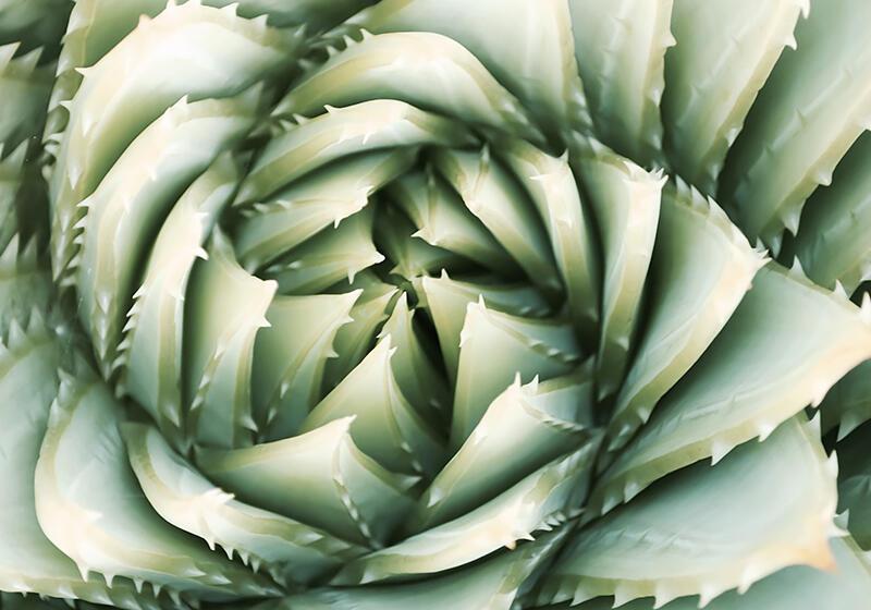 A close-up view of a Spiral Aloe (Aloe polyphylla) plant