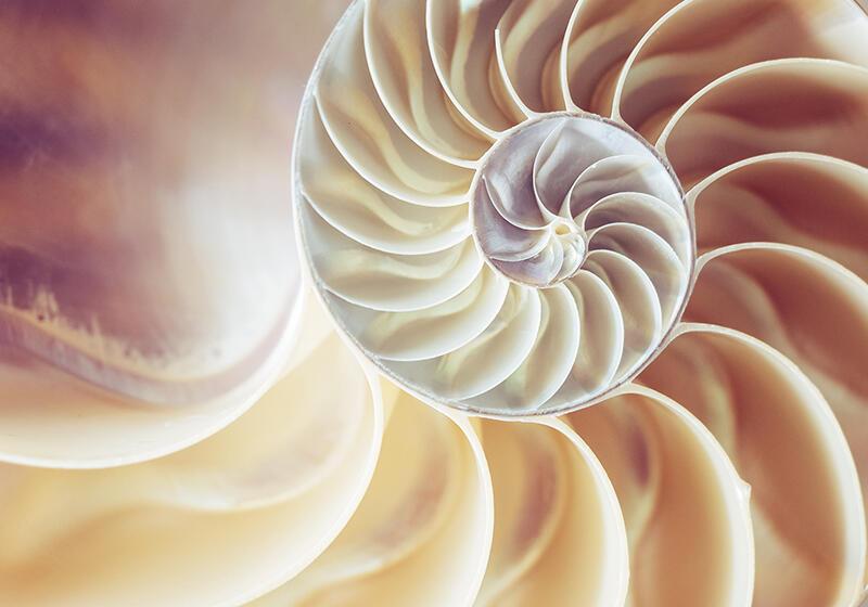 A cross-section of a nautilus shell revealing its intricate, spiraling chambers