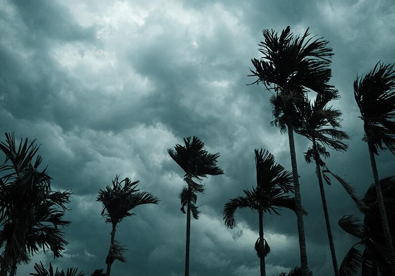 Silhouettes of palm trees against a dark, cloudy sky