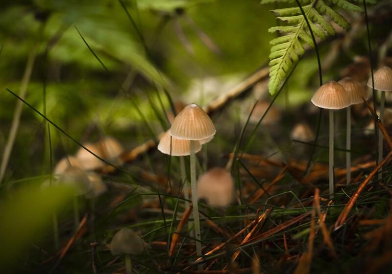 Several small, light-colored bonnet mushrooms with bell-shaped caps and thin stems growing among green foliage and brown debris on a forest floor