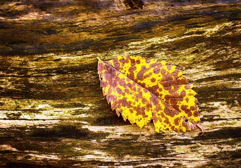 A close-up shot of a single, vibrant yellow leaf with distinct brown, mottled spots resting on the rough, weathered surface of a dark log with visible bark texture and hints of green moss