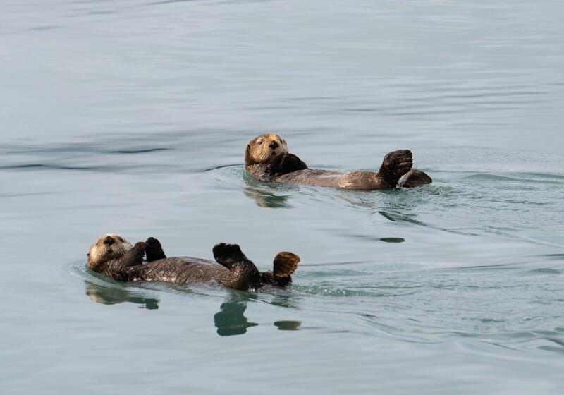 Two sea otters float comfortably on their backs in the calm, grey-blue water