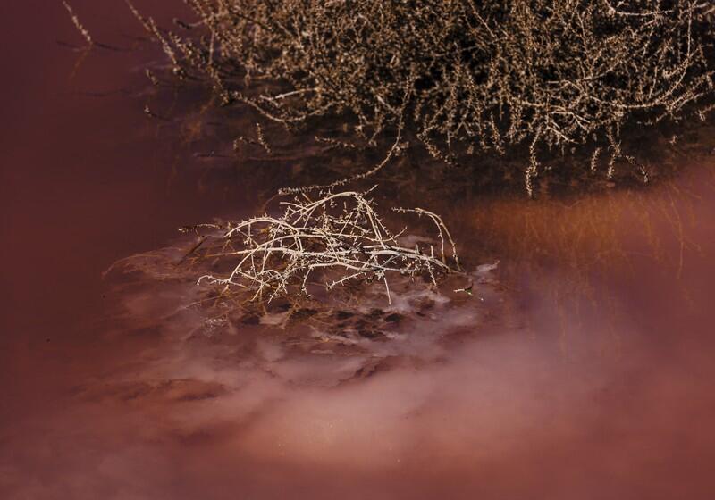 A close-up shot of a small, dry, thorny branch partially submerged in a shallow pool of murky, reddish-pink salt water