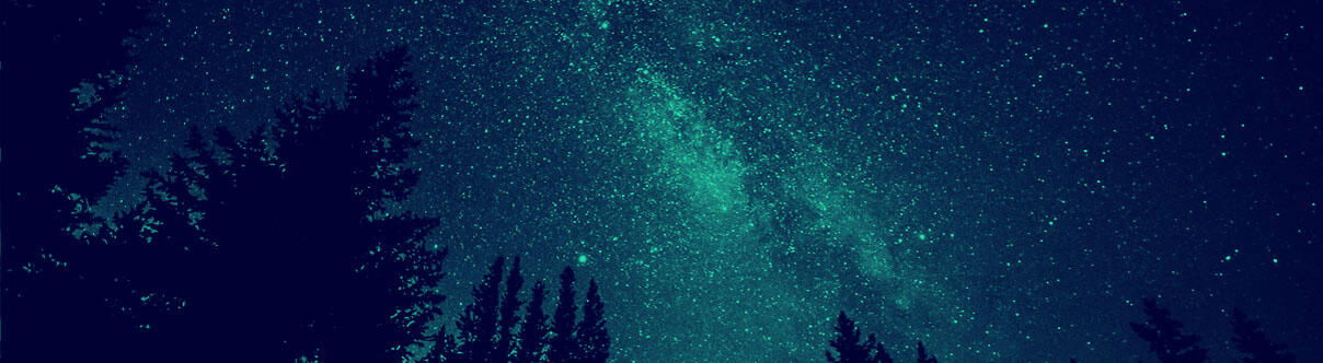 fir trees silhouetted against magnificent starry sky
