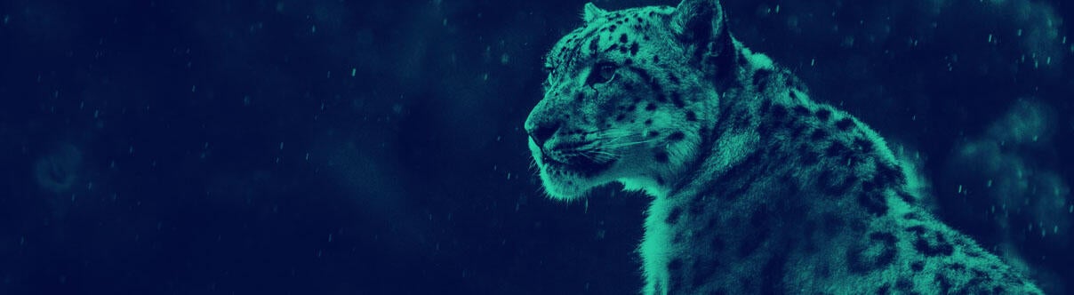 Snow leopard looks into distance