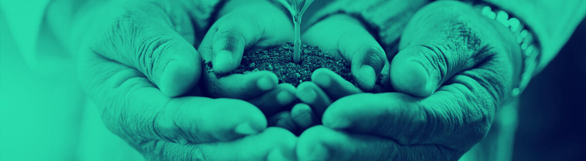 Old hands cupping child's hands holding earth and a small seedling