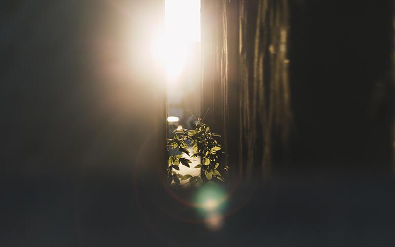 Plant growing in sunlight