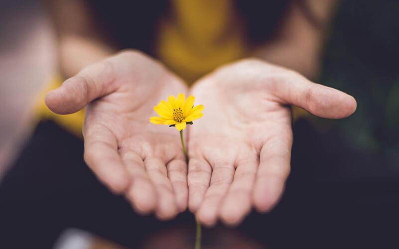 Hands holding small yellow flower