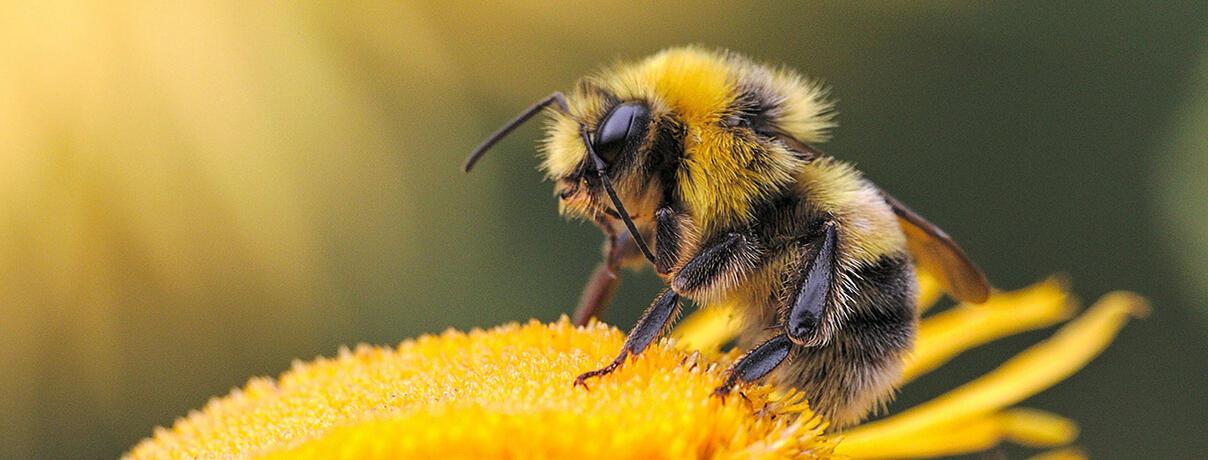 Bee on flower
