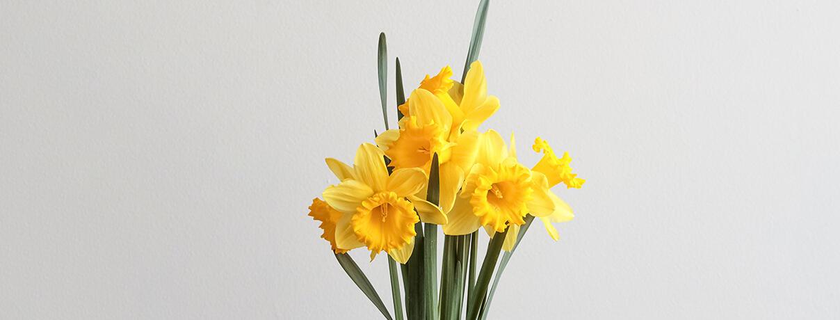 Bunch of daffodils