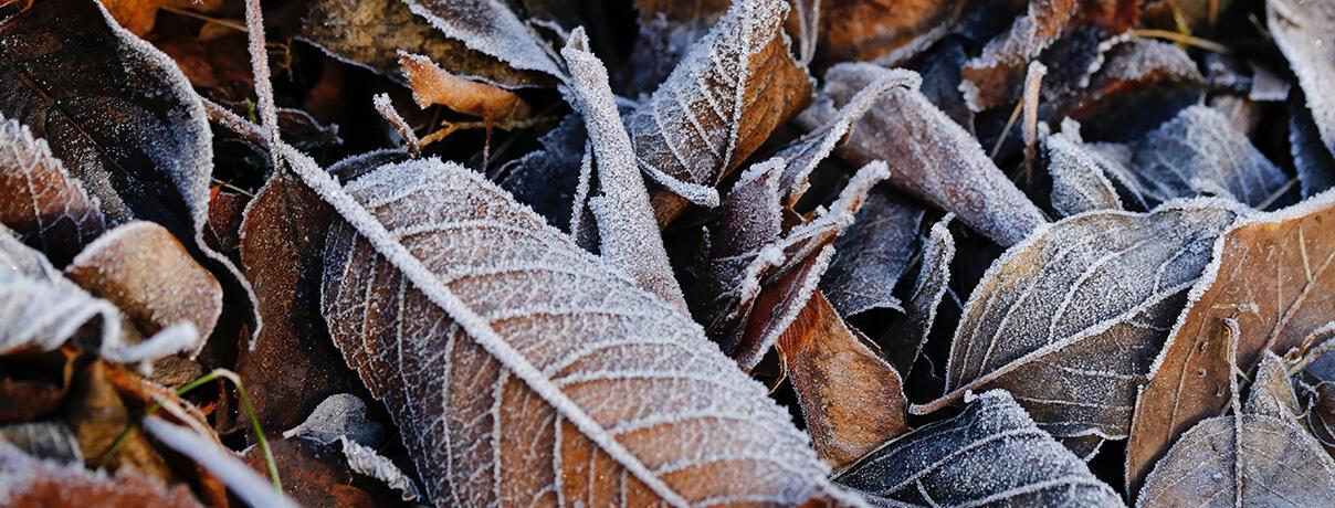 November icy leaves on ground