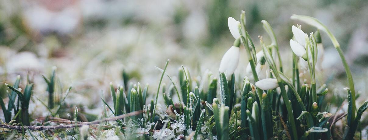 Snow and snowdrops in February
