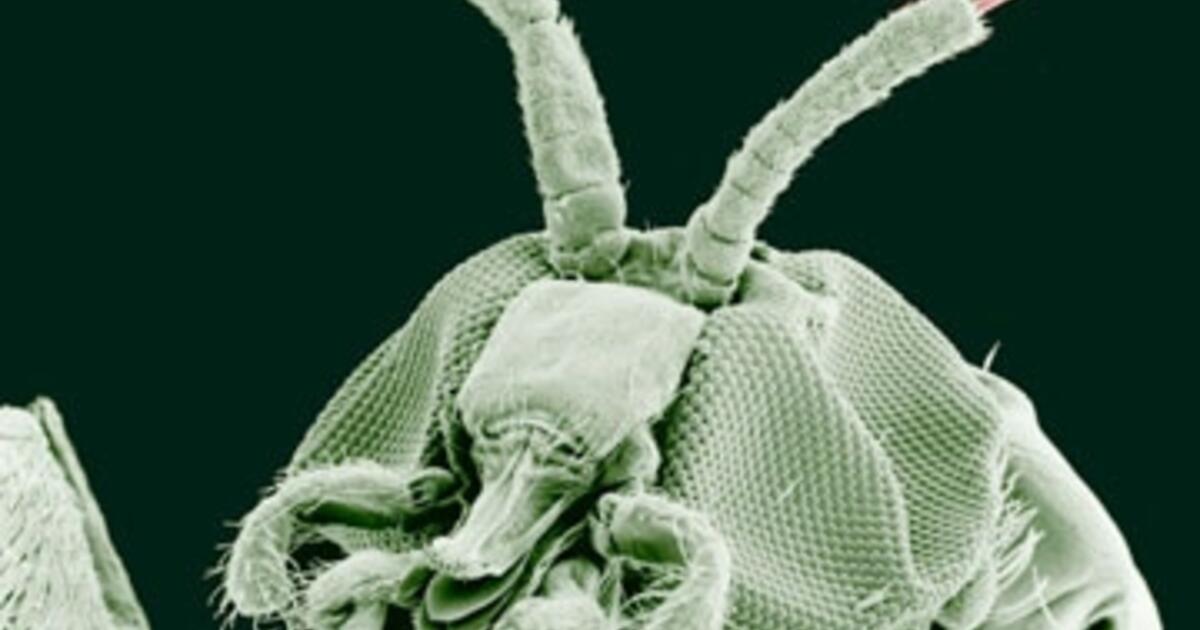 The Parasite Zoo The Parasite Zoo