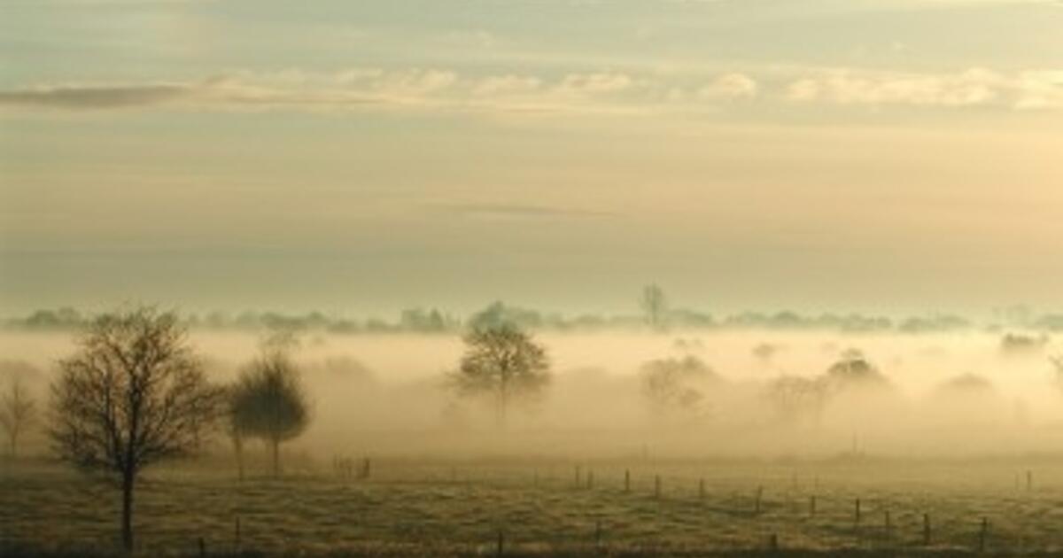Sheep in Fog: A Critical Analysis