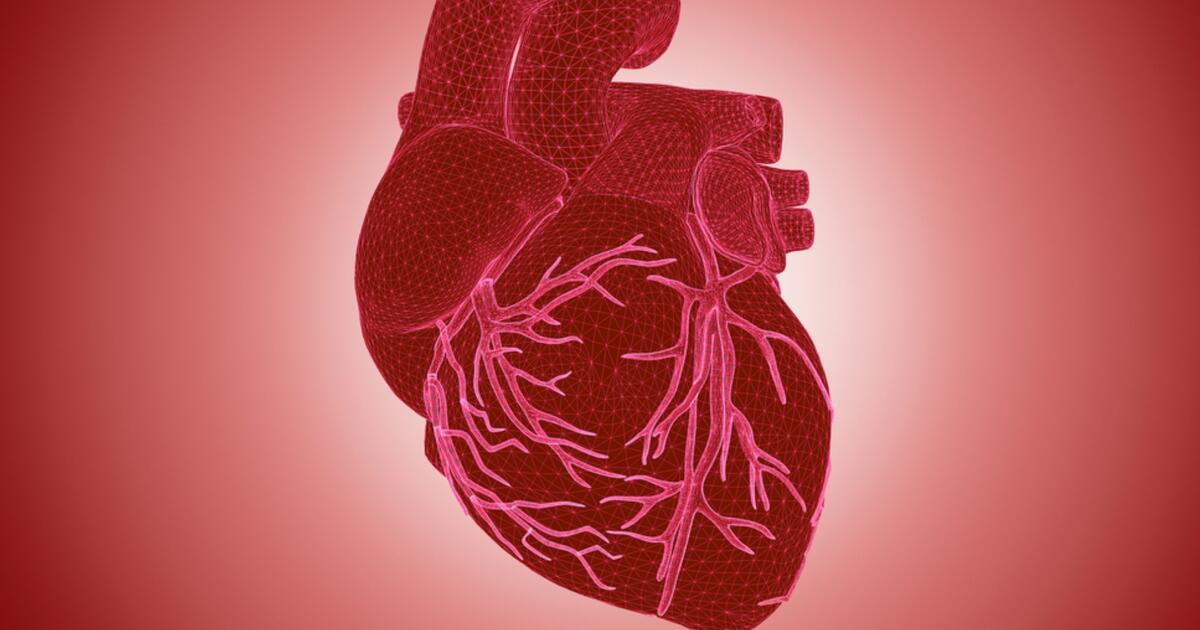 The heart an introduction