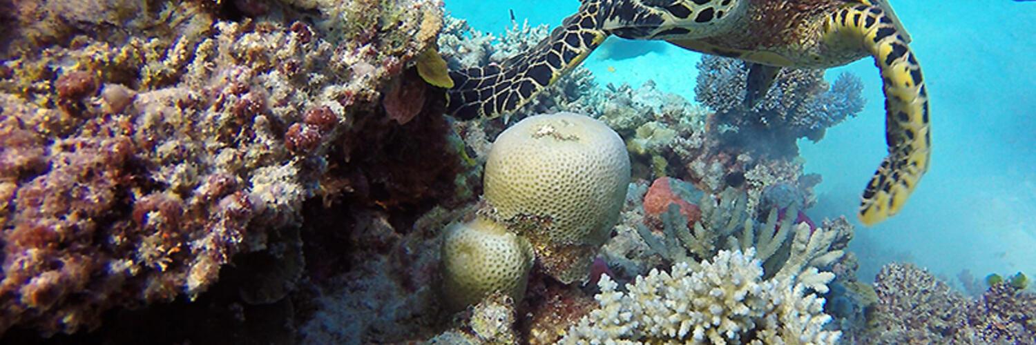 Microbial Megastructures | Gresham College