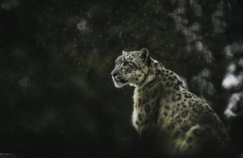 Snow leopard looks into distance