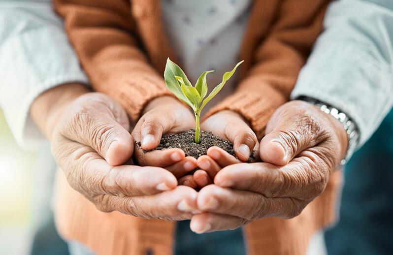 Old hands cupping child's hands holding earth and a small seedling