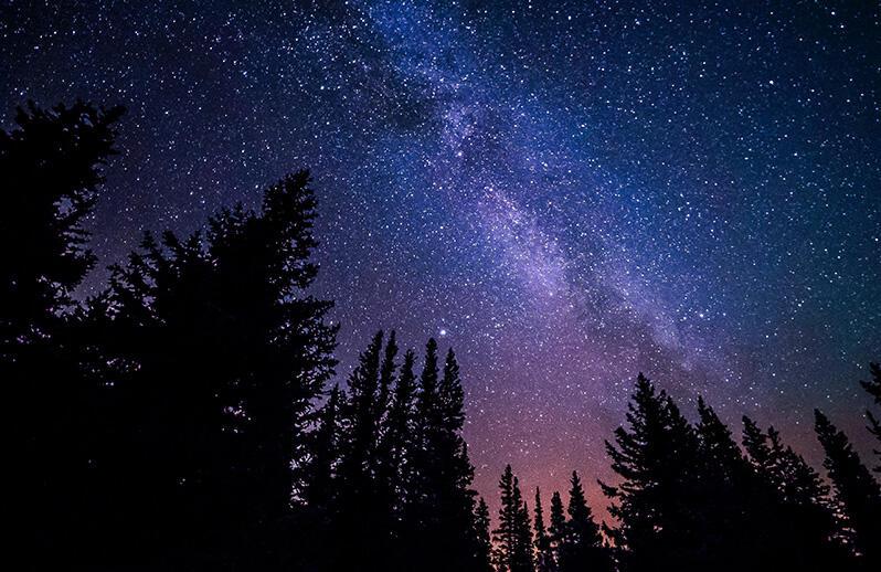 fir trees silhouetted against magnificent starry sky