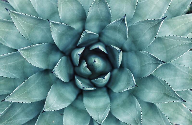 succulent plant from Aloe genus with spiral leaf pattern