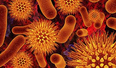 Image of bacteria