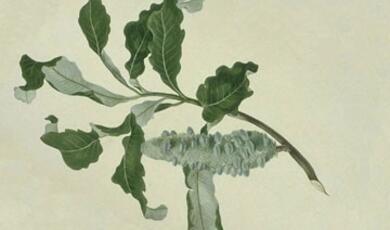 Banksia dentata plant watercolour
