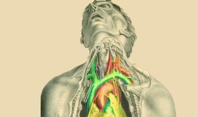 Image of human lymphatic system