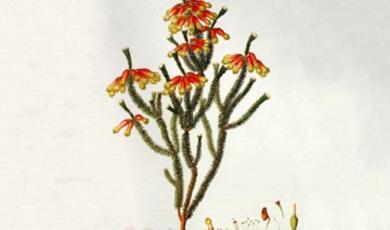 Botanical illustraion of green and red plant: “Erica massonii”
