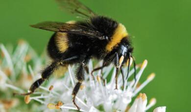 Honey bee on white flower