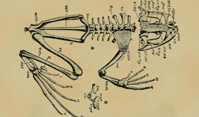 2016-12-01_AlexanderKlein_DecapitatedFrog_1920x660.jpg
