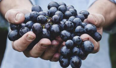 Close-up of hands cupping a large pile of dark berries