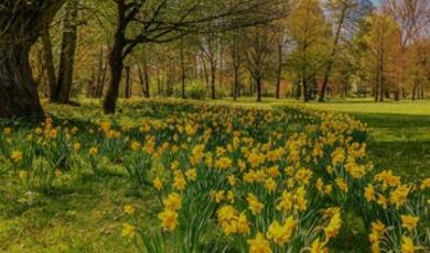 bank of daffodils in a field