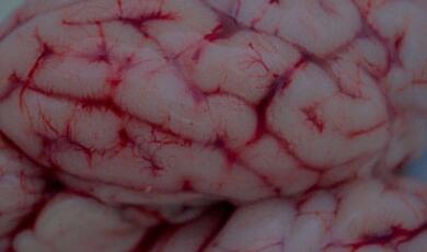 Close-up of human brain