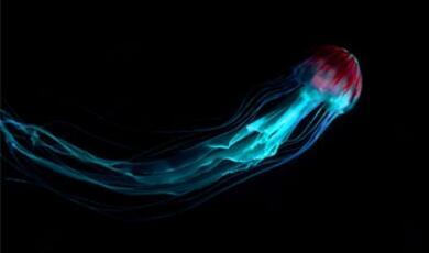 Blue and purple jellyfish against black background