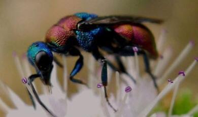 Photo of colourful ant