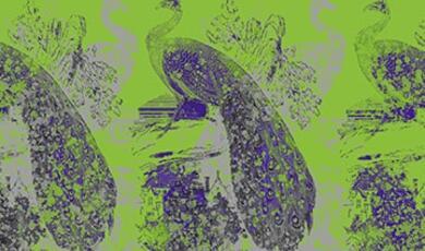 Abstract picture of peacock