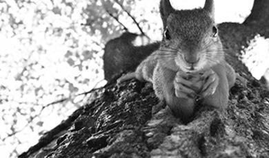 squirrel climbs down tree towards camera holding nut