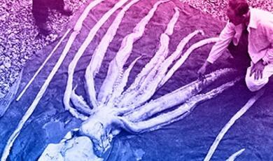 large dead octopus examined on shore