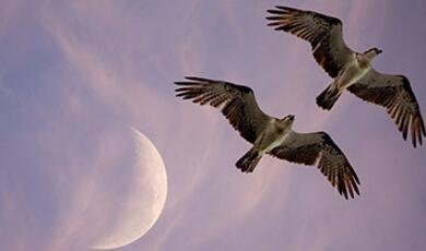 Two birds flying at dusk with moon emerging in background