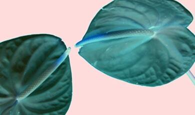 abstract image - two exotic flowers with stamens touching